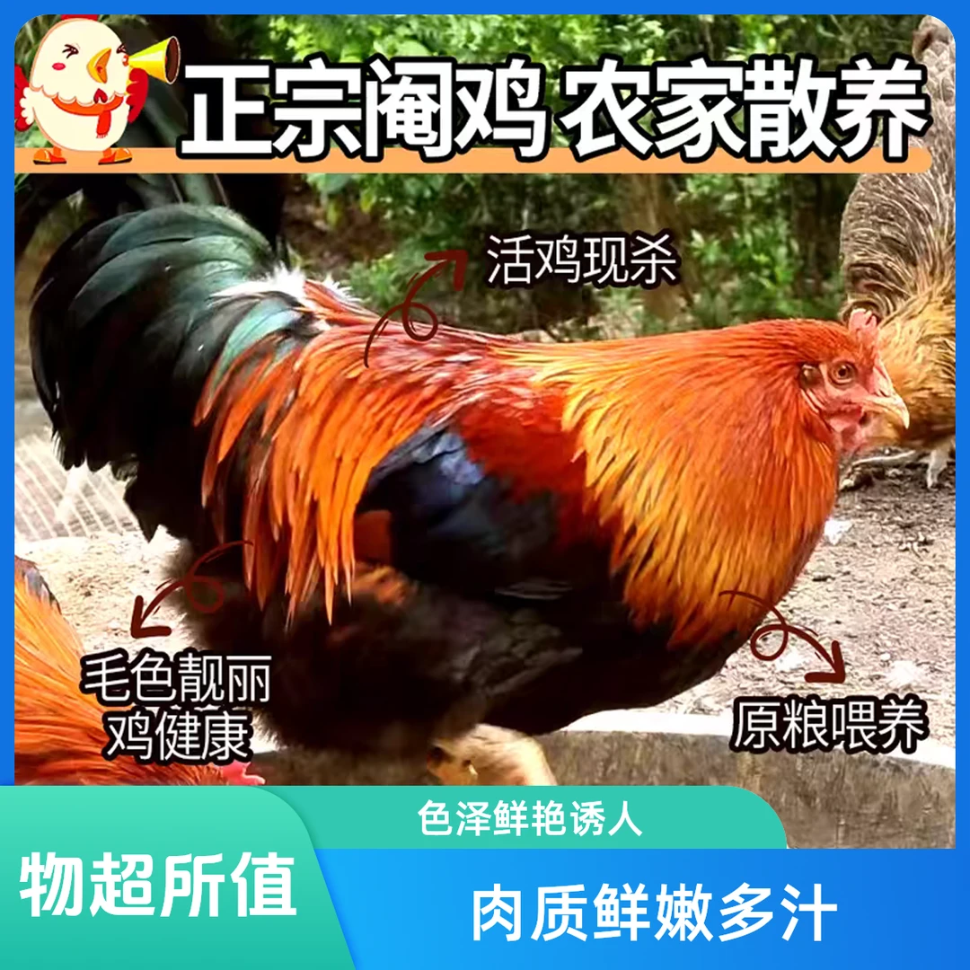 正宗农家散养三黄鸡阉鸡净重1750克大公鸡活鸡