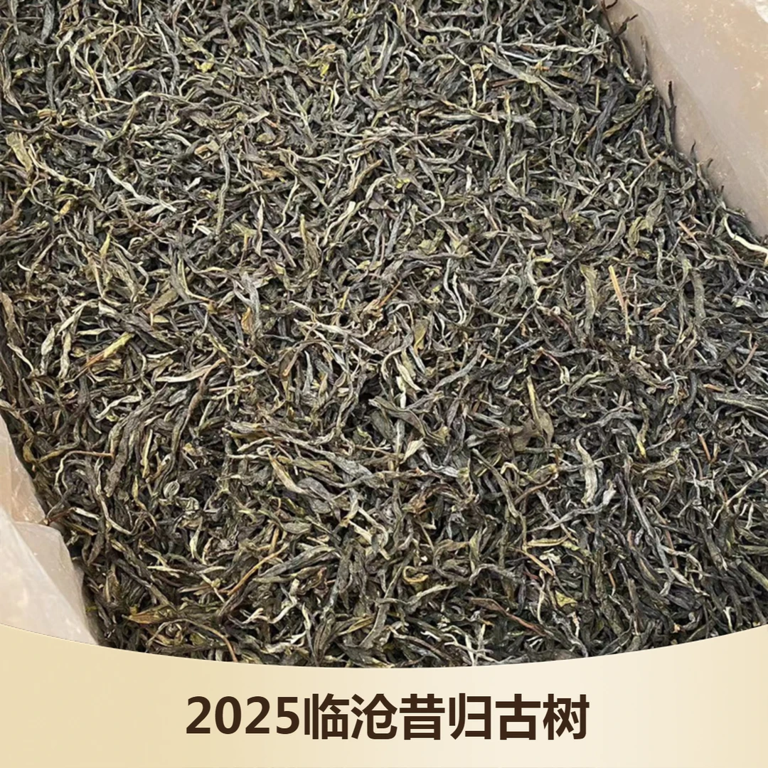 唯真号2025昔归头春古树纯料甘甜普洱茶临沧生茶云南散茶