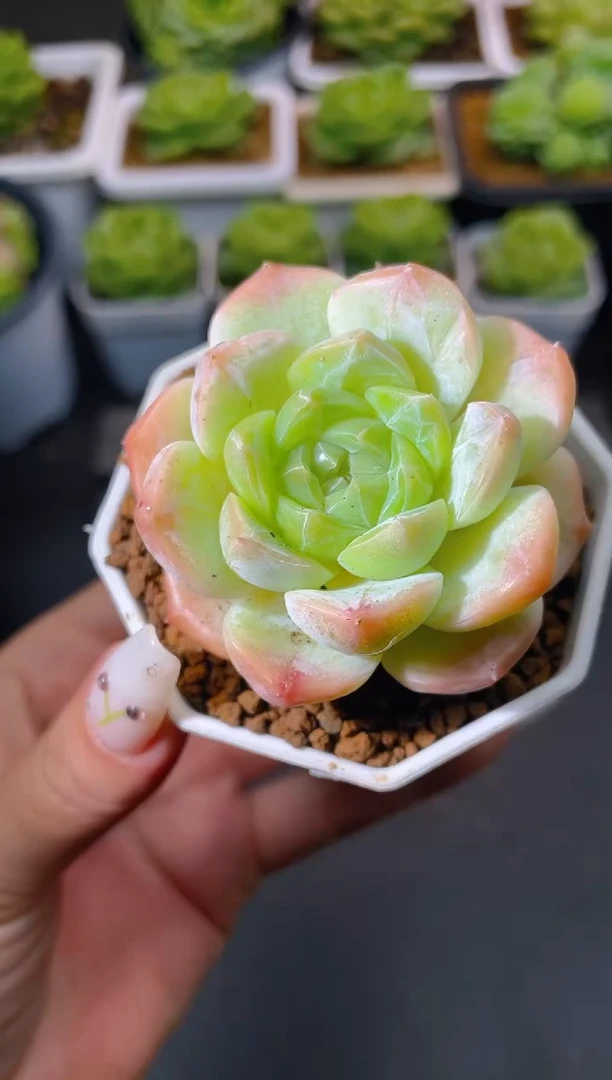 066胧月量拍发一颗