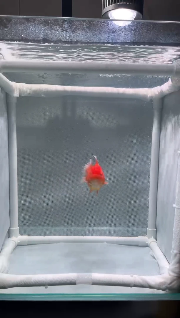 金鱼百褶泰狮金鱼开整