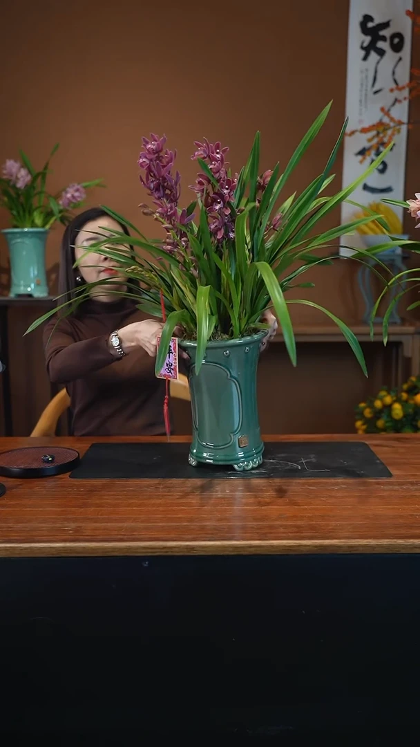 全部花朵红砖盆景盆景盆景