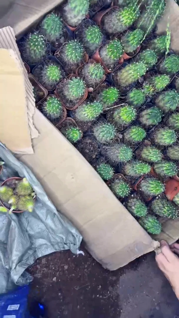 5颗  单头 黑喉【实生根】货尾