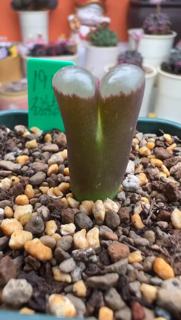 61.。。。。。。。。。。。。。。。。