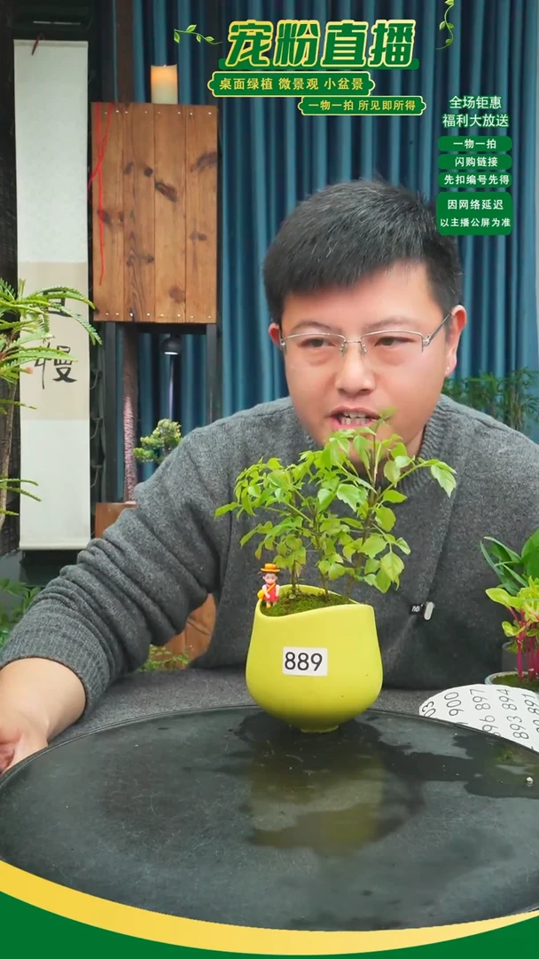 无花朵青****?苔藓微景观889号