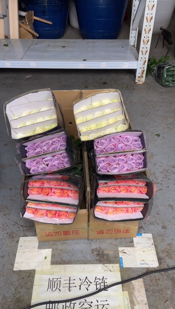 朱小姐20枝+海洋之歌20枝+骄傲20枝