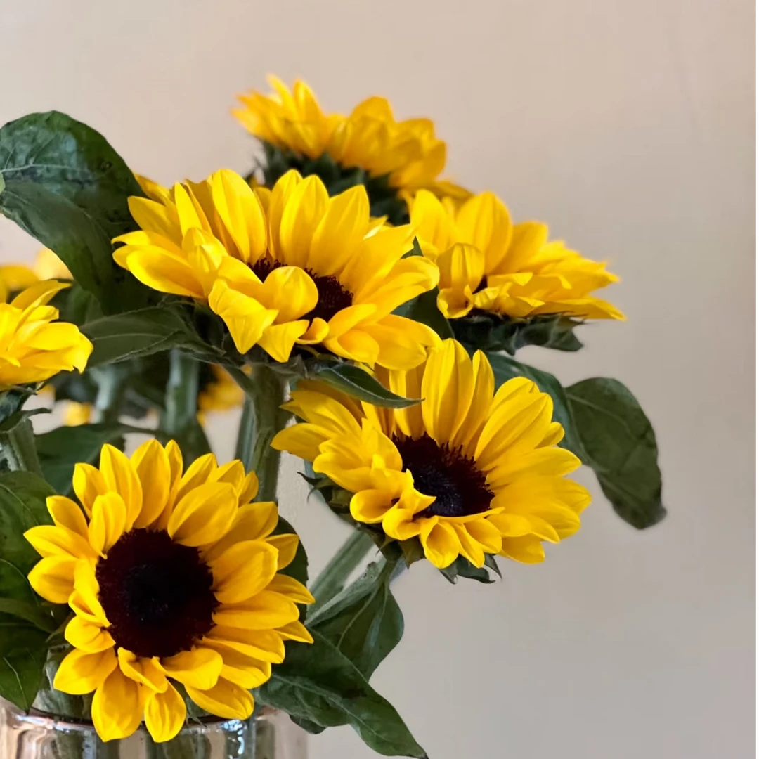 【向日葵小太阳】拍二单升级发顺丰家用鲜花直播间现场直播卖花