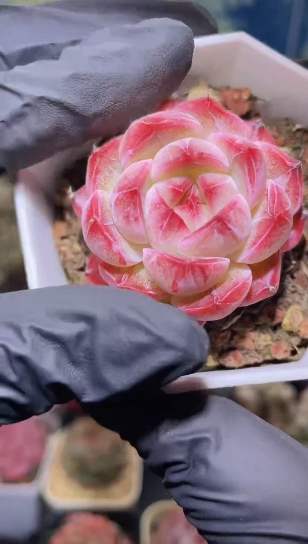 【闪购商品】081雾