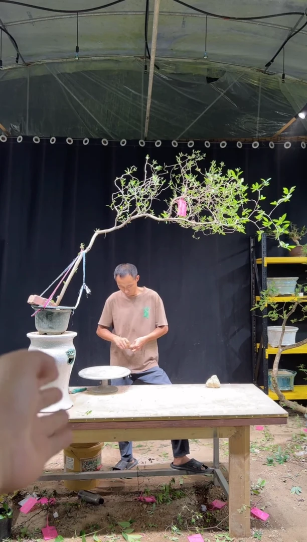 当前无花朵，栽培后可花朵陌*轩海岛栀子花