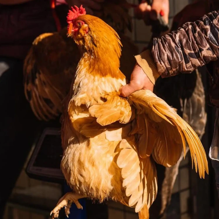 【秋田里】老品种纯粮散养土鸡 深山散养新鲜现杀（现称）