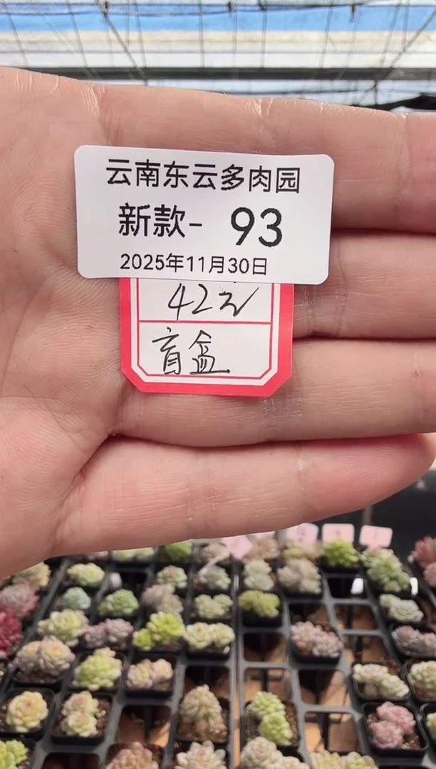 东云多肉园新款-93（42元盲盒）