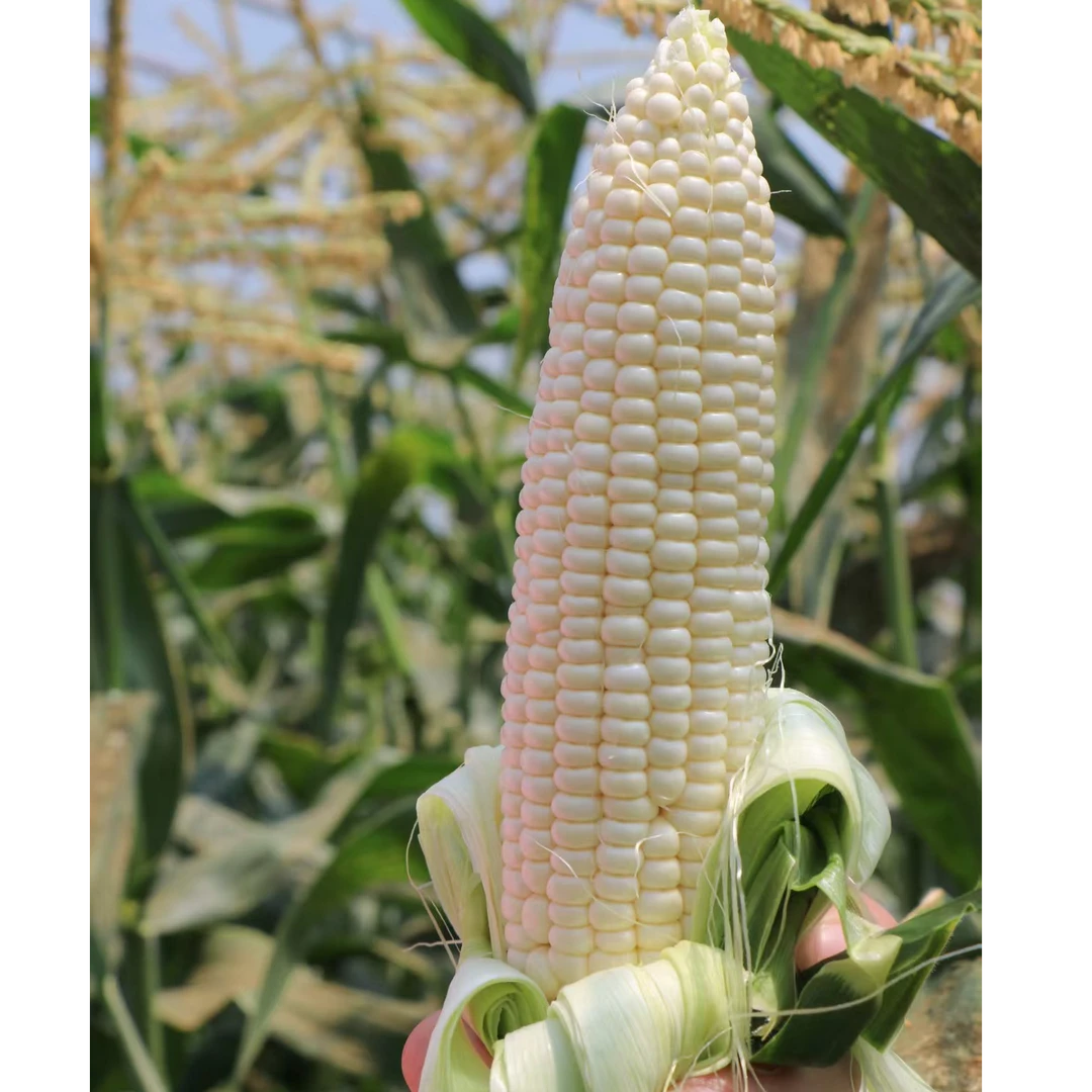 光明五四农场水果甜玉米