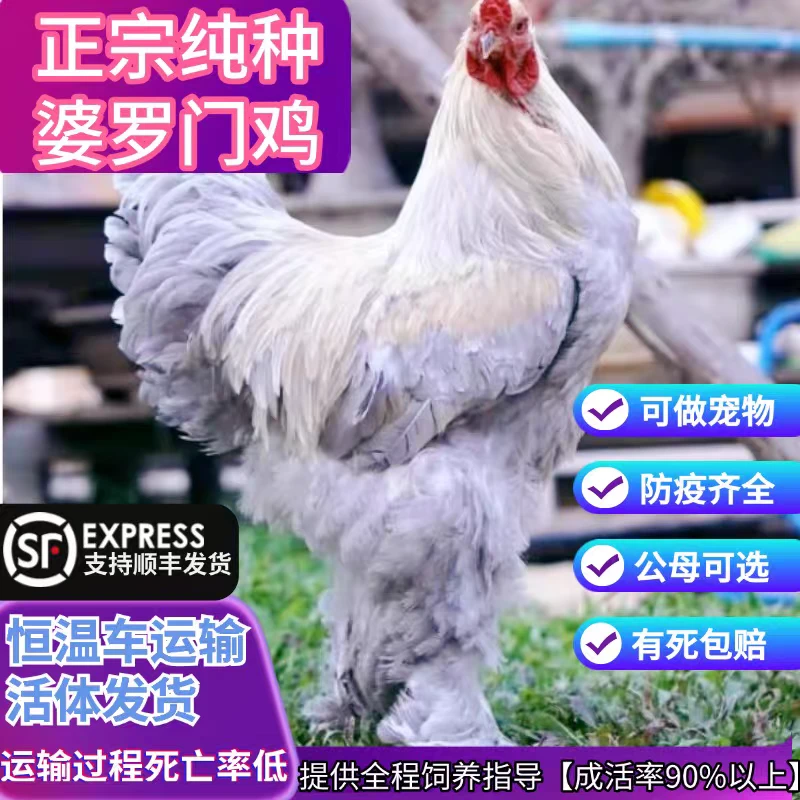 纯种婆罗门鸡观赏鸡活体宠物鸡支持顺丰发货