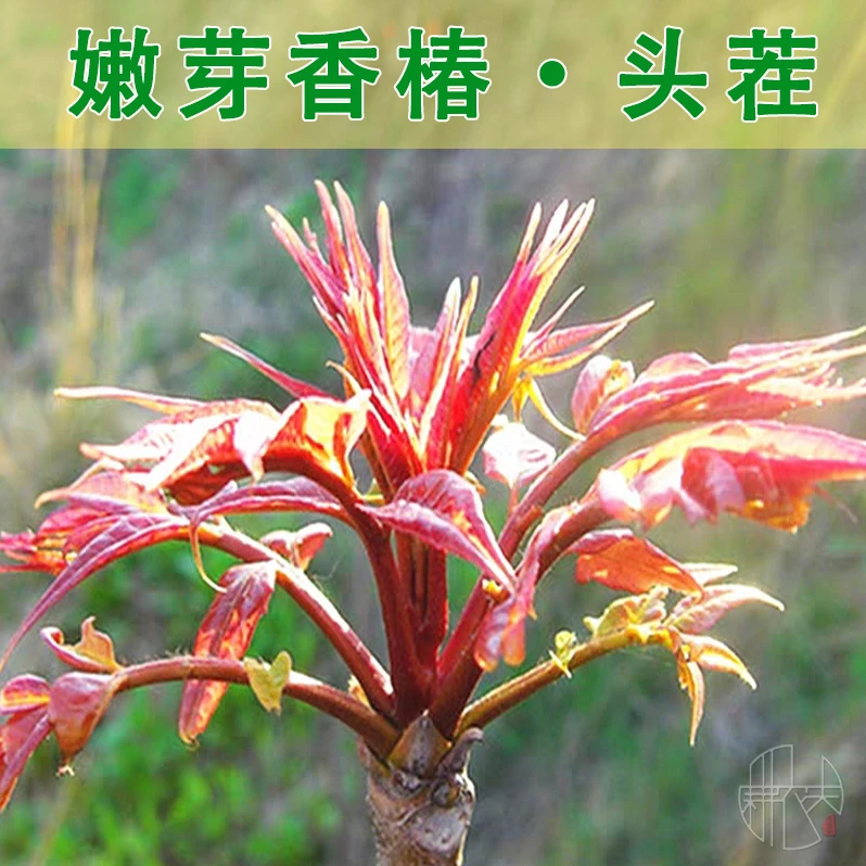 头茬香椿当季露天鲜香椿芽野生新鲜应季树上蔬菜正宗红油香椿嫩芽