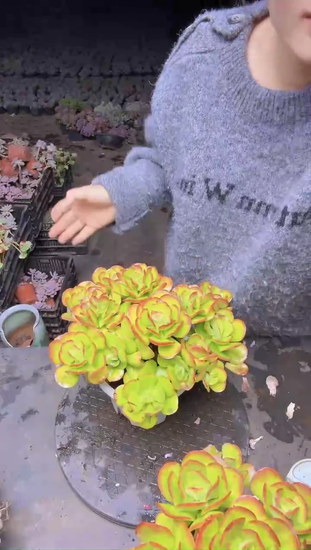 蓝*8200大红梅一物一拍所见即所得