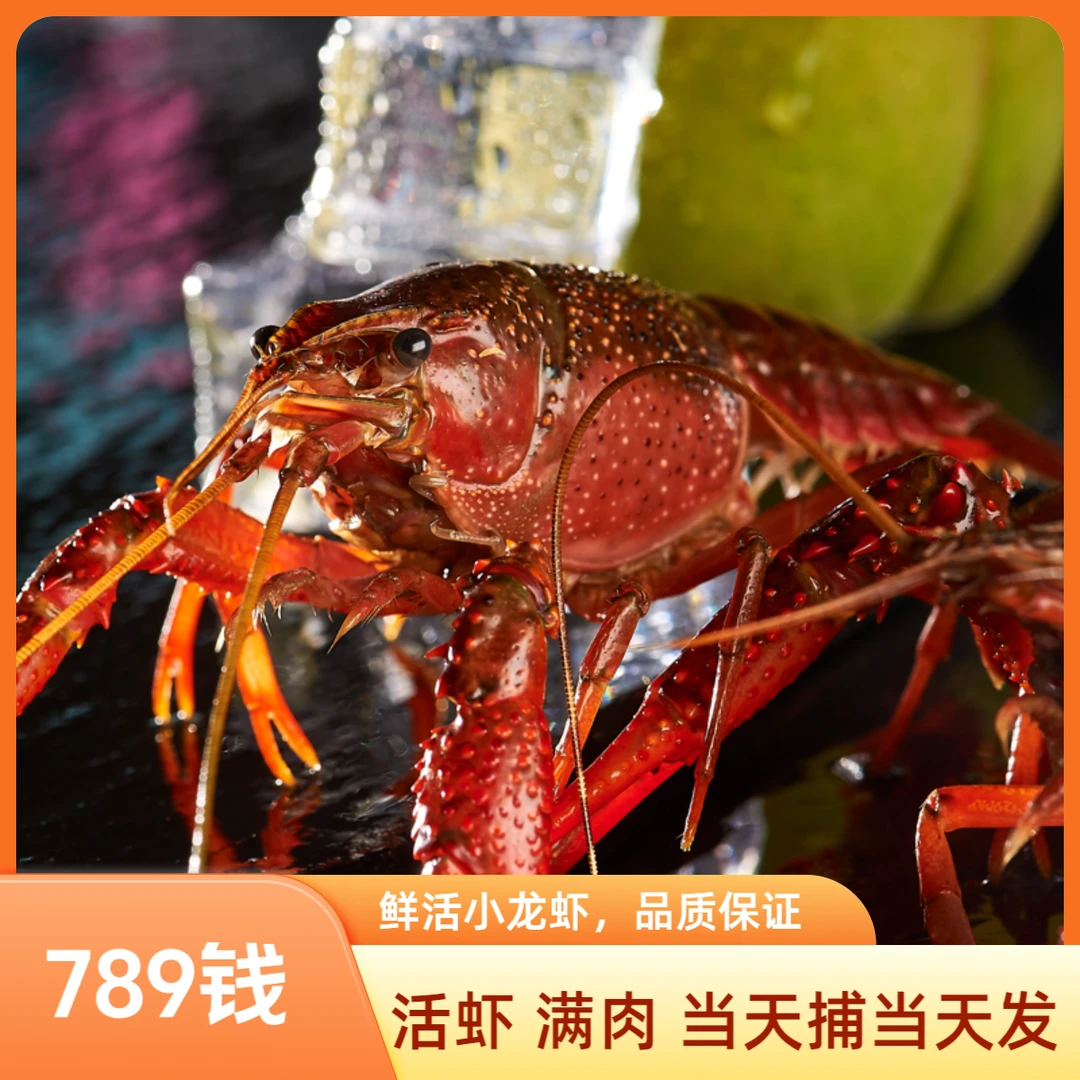 活虾789钱小龙虾鲜活3斤装特大新鲜活虾江苏清水虾荷花荡满肉活虾