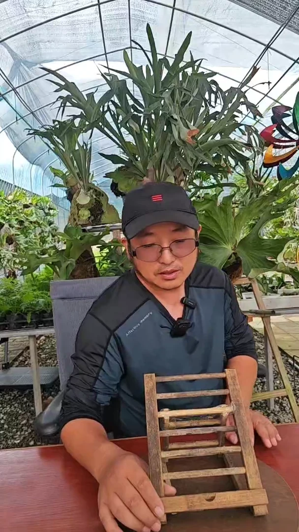 蝴蝶         2000