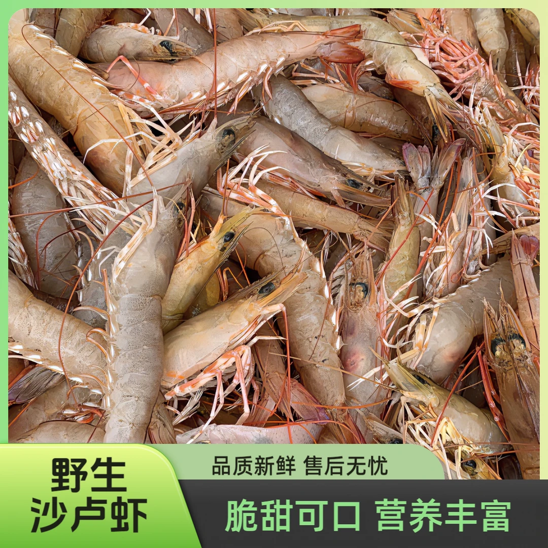 （17左右/斤）野生海捕活沙卢虾沙虾新鲜野生麻虾海鲈虾