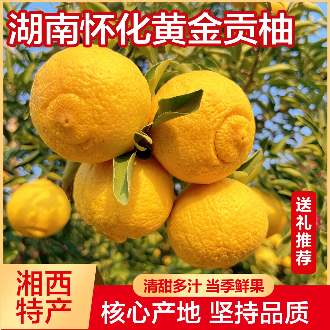 湖南怀化黄金贡柚象山青柑橘春香小柚子当季新鲜水果岩垅黄金贡柚