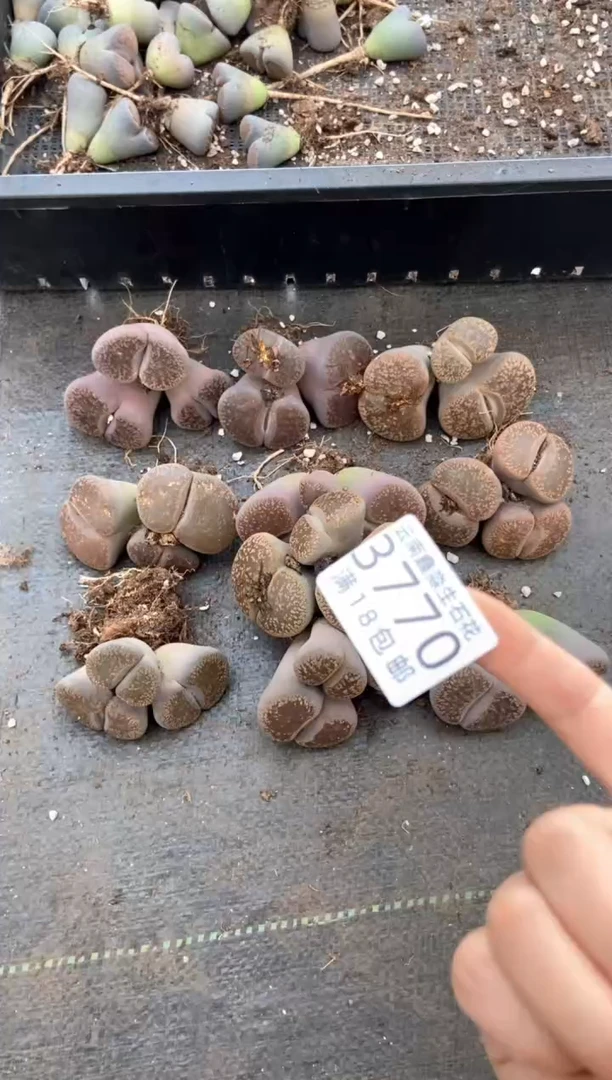 3770特价日轮玉有瑕疵发货1颗量拍