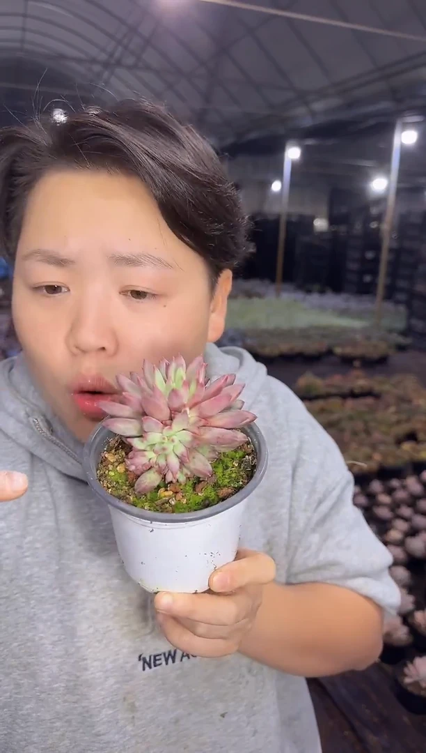 超多崽虞美人 5