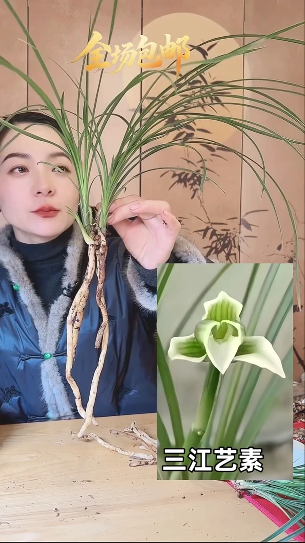 当前无花栽培后可以开花：三江艺素