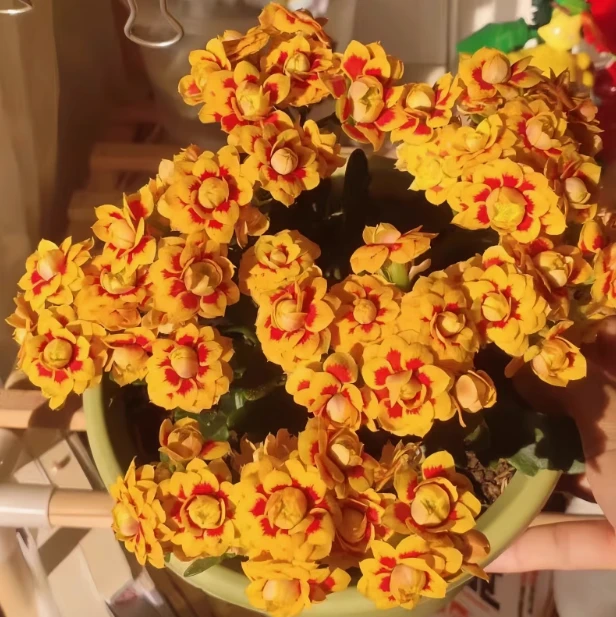 洛桑女神长寿花重瓣大花四季开花