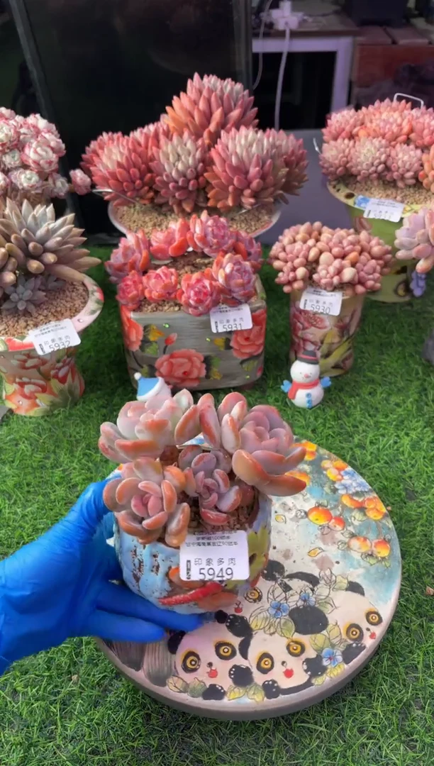 昆明印象多肉5949