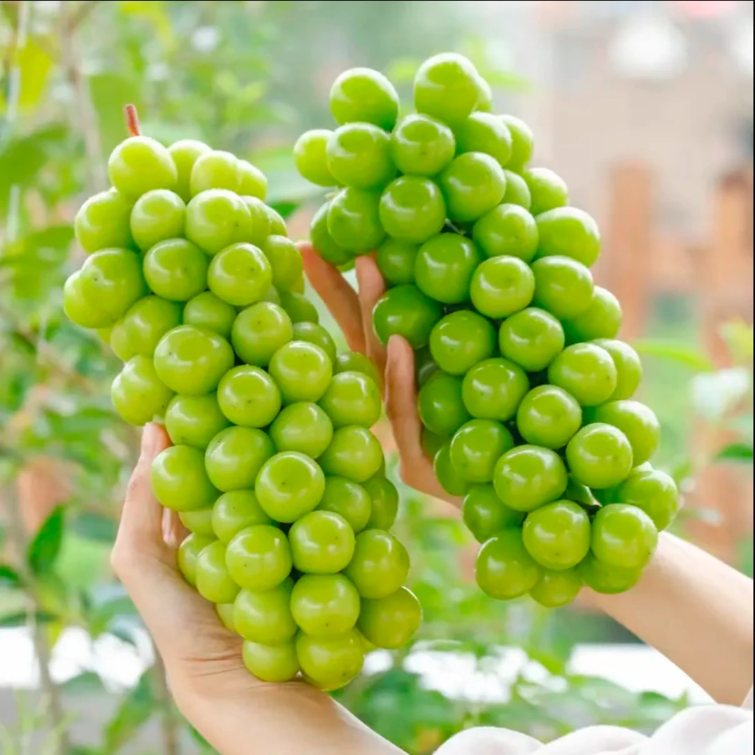 【顺丰冷链包邮】正宗湖南澧县阳光玫瑰