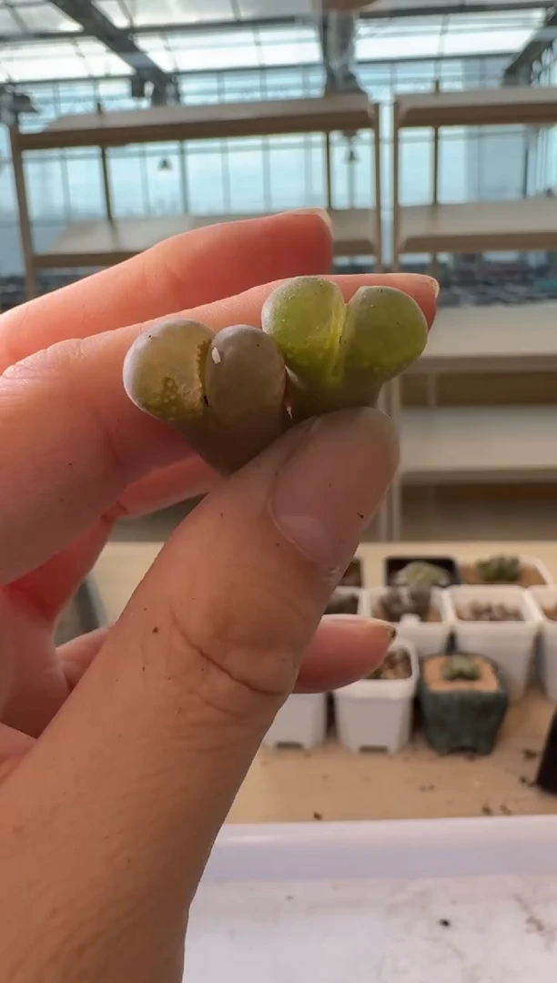 24-186多肉植物肉锥