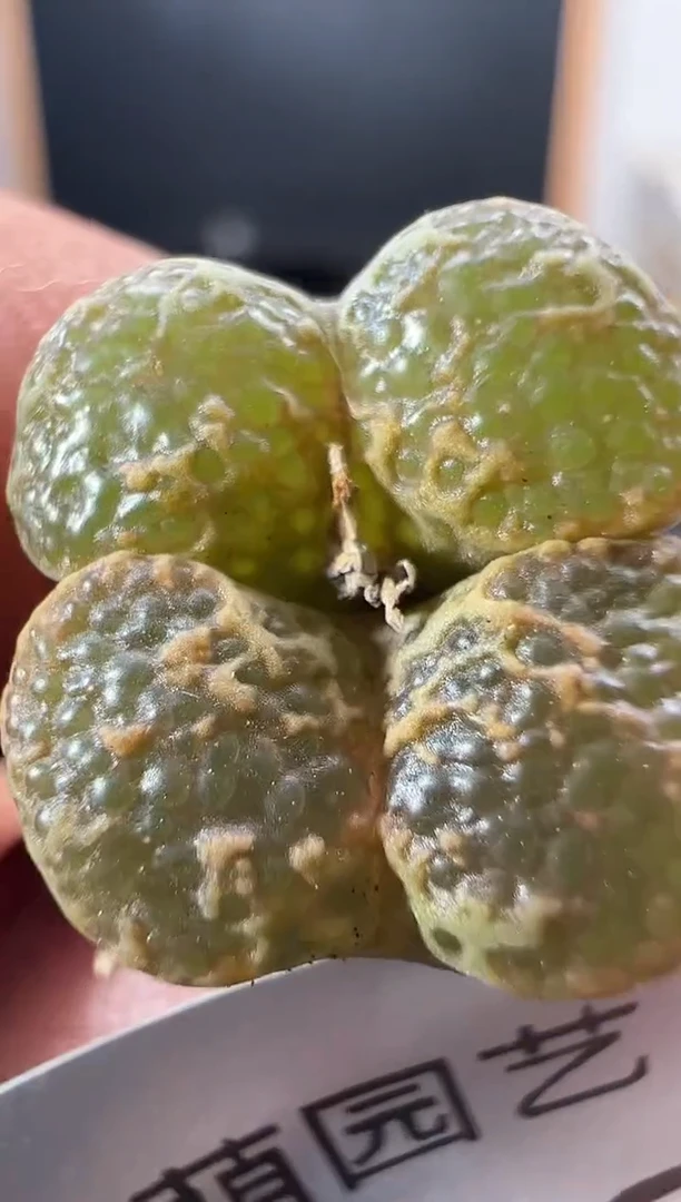 一物一拍         992