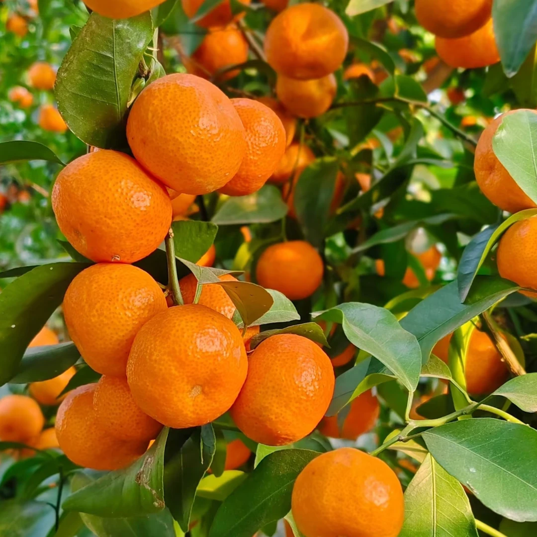【无籽砂糖橘果树苗】 早熟大果超甜品种高产 南北方室内外可种耐寒