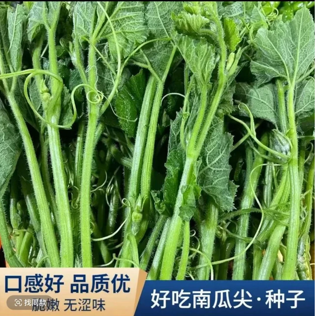 好吃南瓜尖种籽南瓜苗种子家庭阳台藤茎嫩叶四季秋季播特播种种植