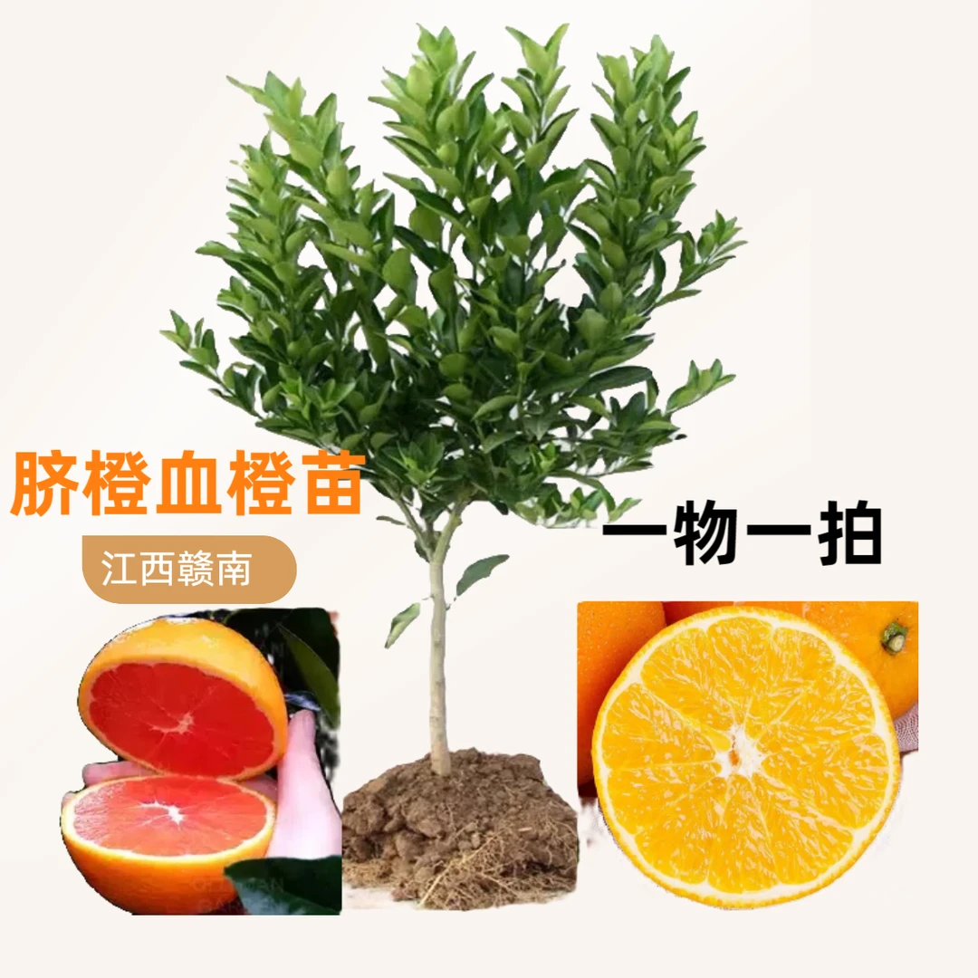 江西赣南脐橙血橙苗一物一拍