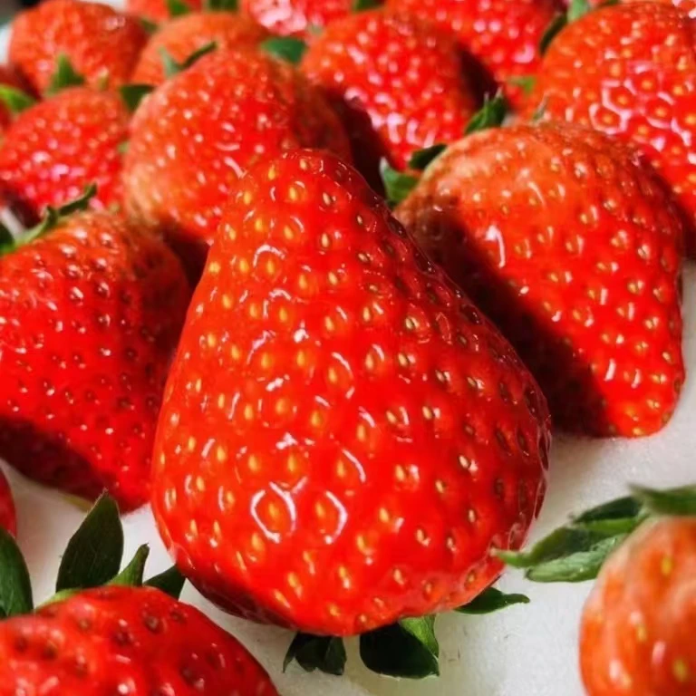 【虎鲜生】丹东99红颜草莓新鲜香甜饱满