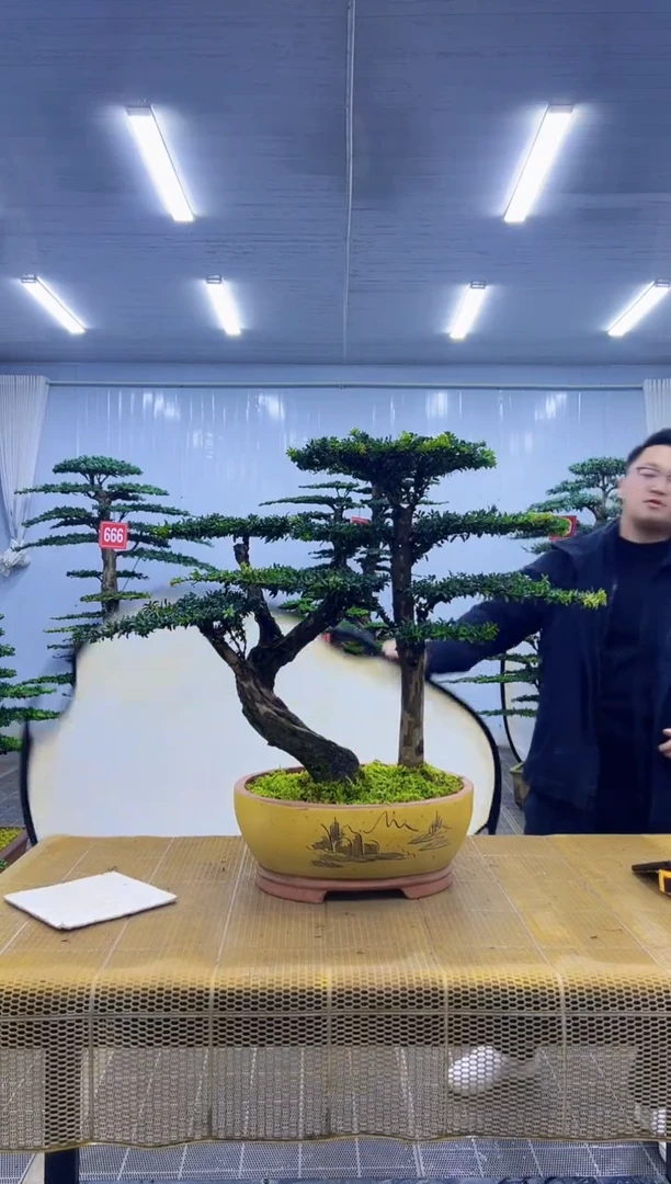 无花朵0000000000000000