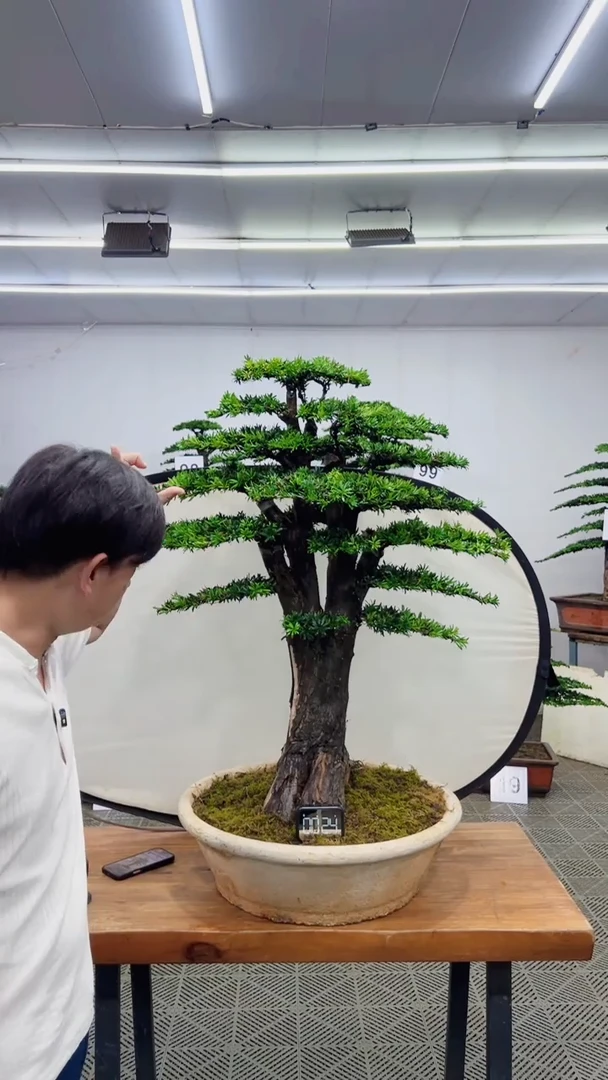 无花朵造型盆景一物一拍