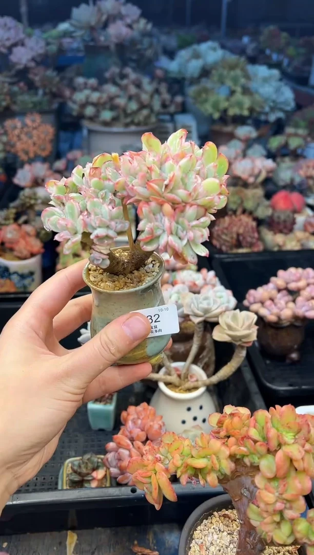 ～***～532           不带盆