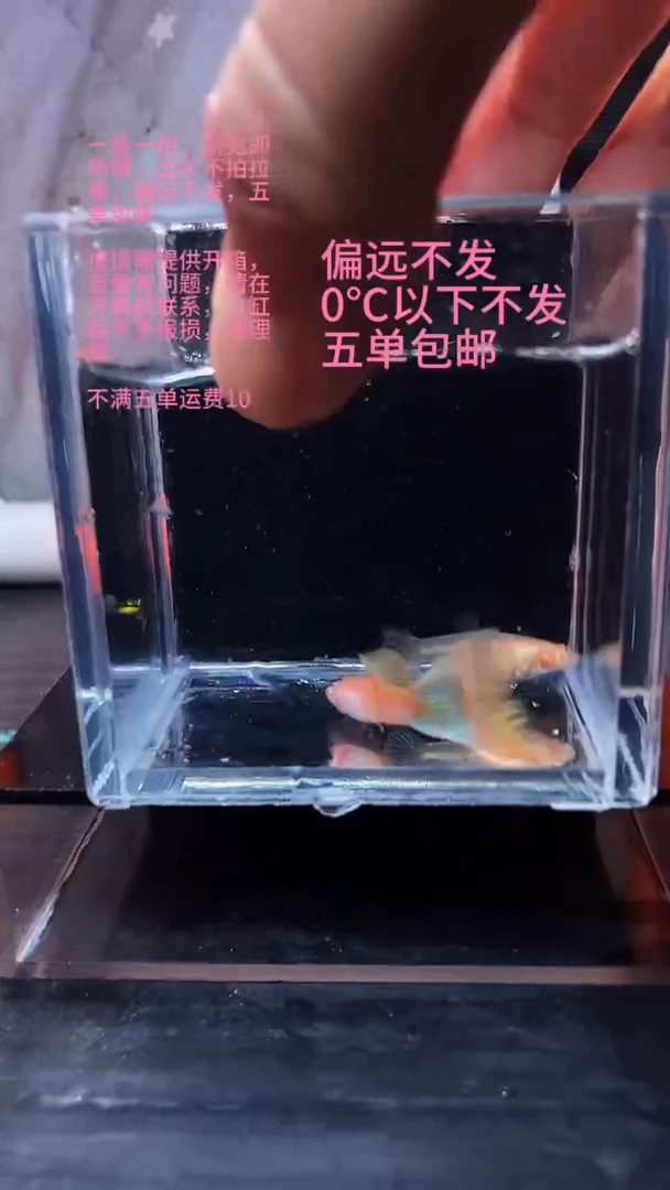 孔雀鱼孔雀鱼 31