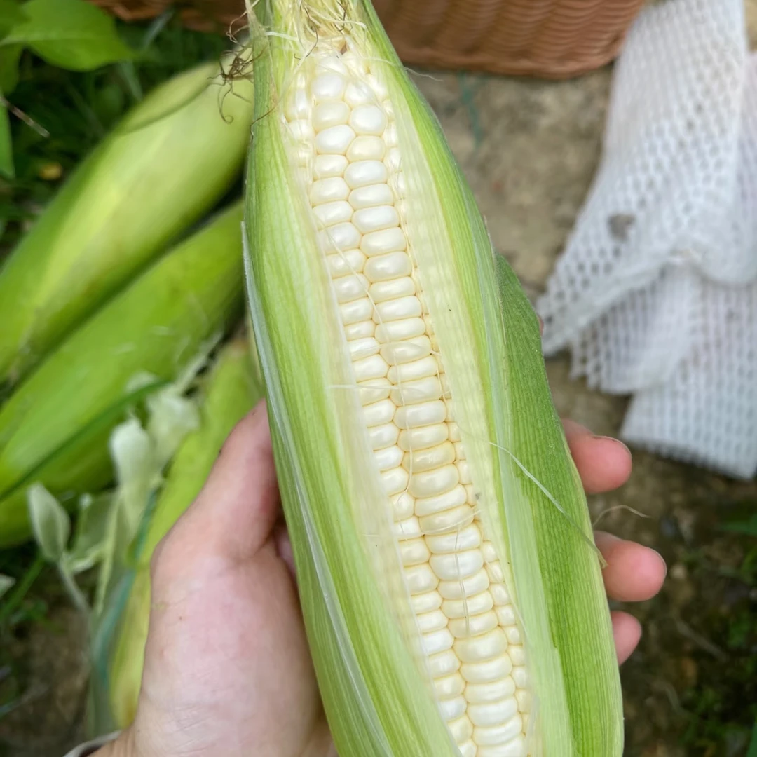 【新鲜发货】白粘糯玉米软糯香甜苞谷低脂代餐粗粮颗粒饱满坏果包赔