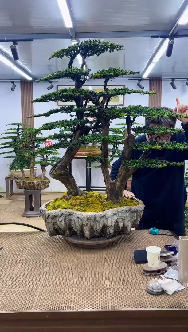 无花朵0000000000000