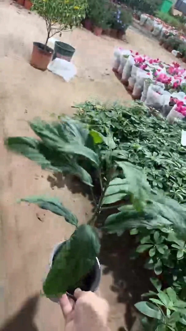 完全开放两单包邮，垂丝茉莉