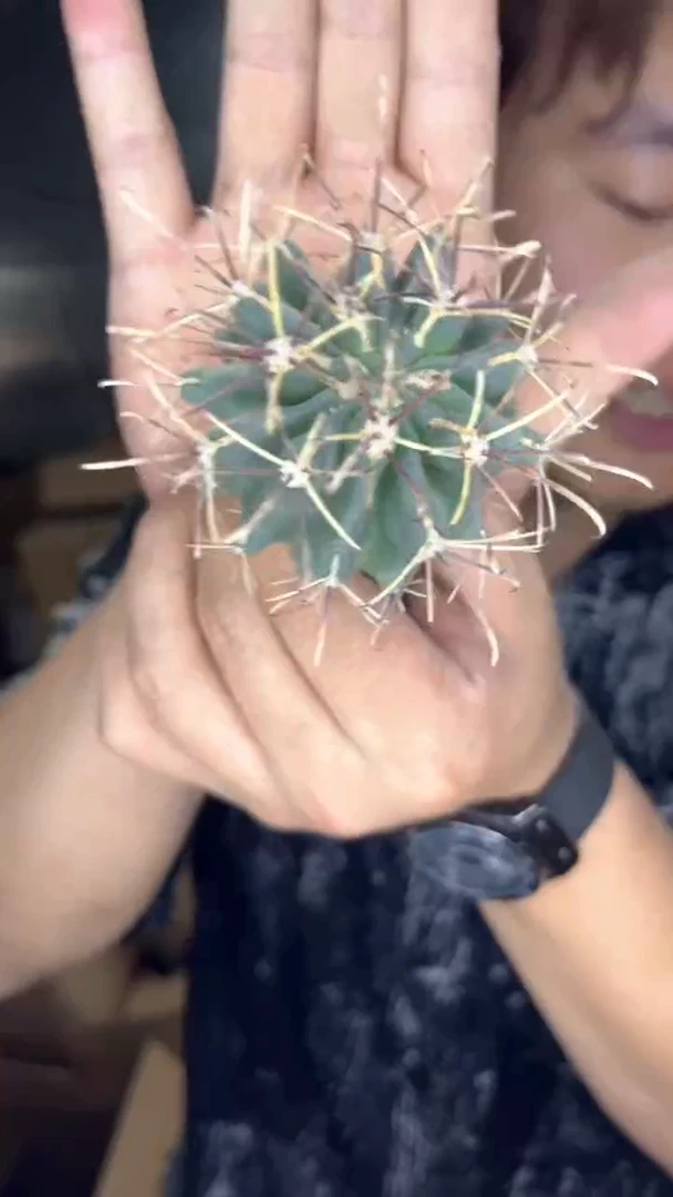 3颗 实生根 黑罗刹 4-6cm