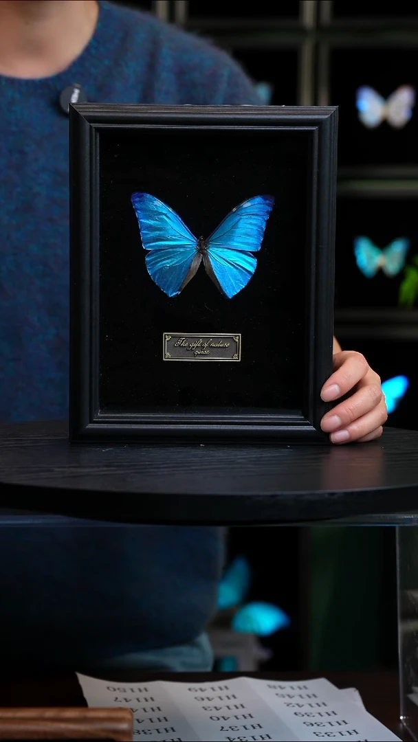 安东尼斯闪蝶标本摆件H124