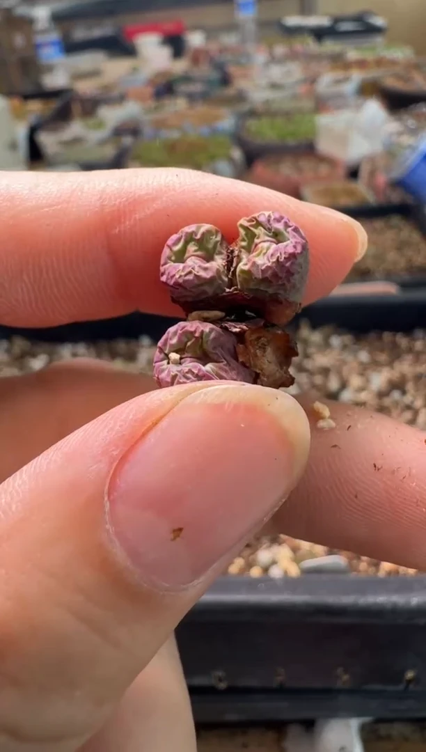 7-531多肉植物肉锥