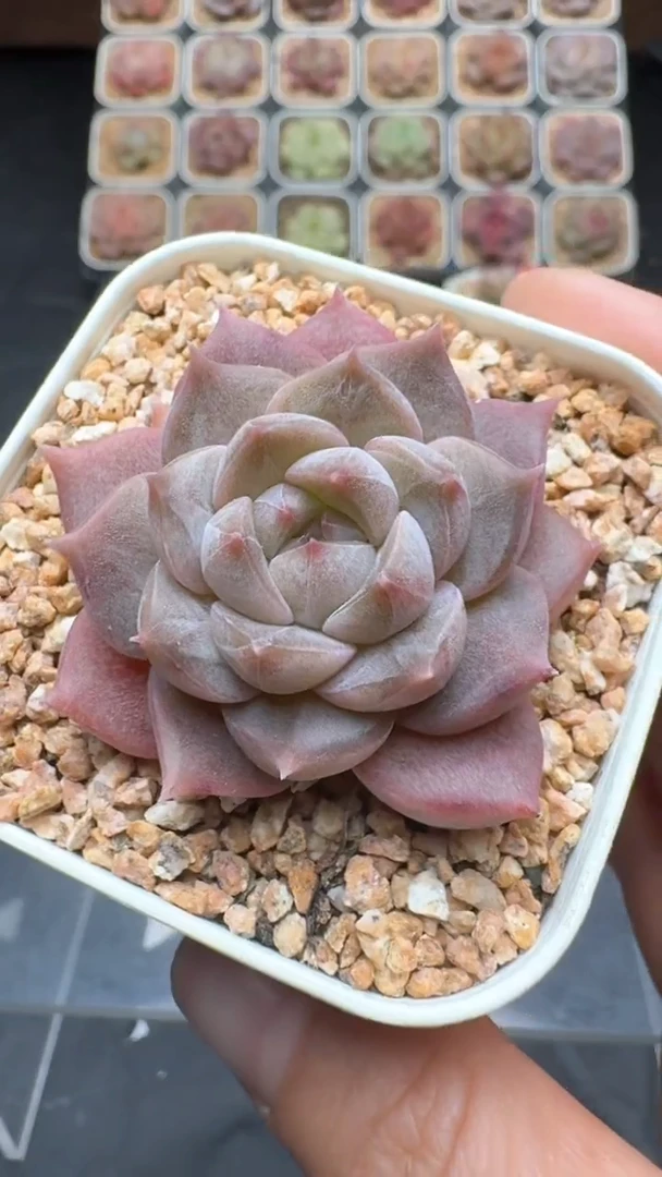 【闪购商品】243号珍妮多肉一物一拍3单包邮