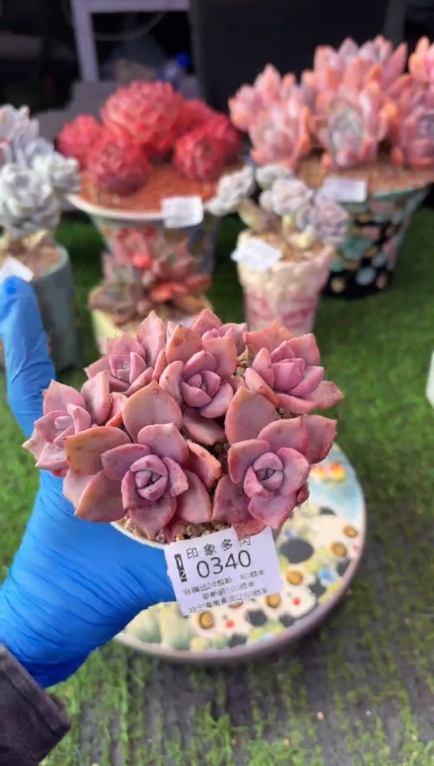 昆明印象多肉0340