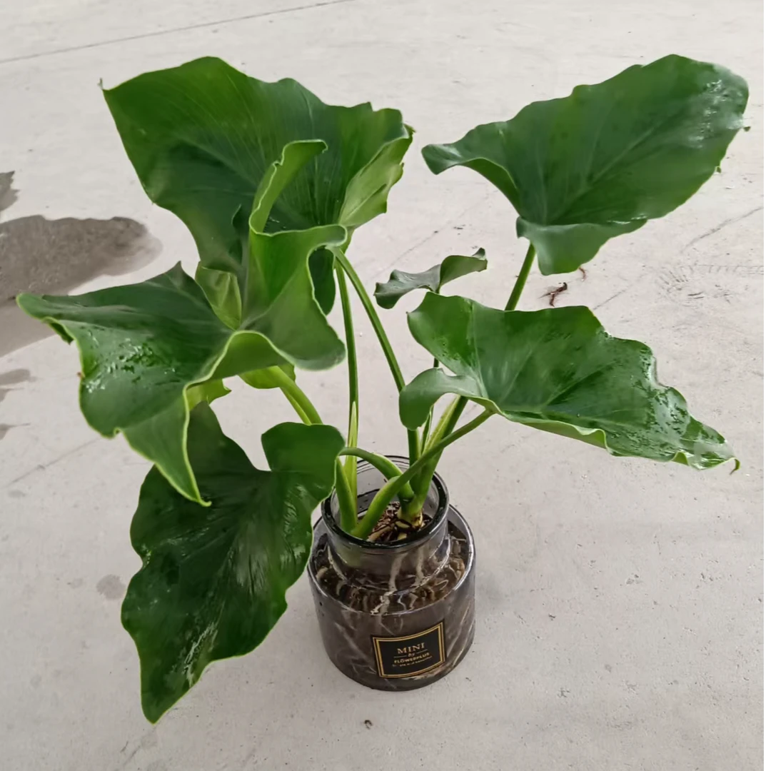 常青水培绿植春羽办公桌书桌鞋柜桌面摆件大自然清新