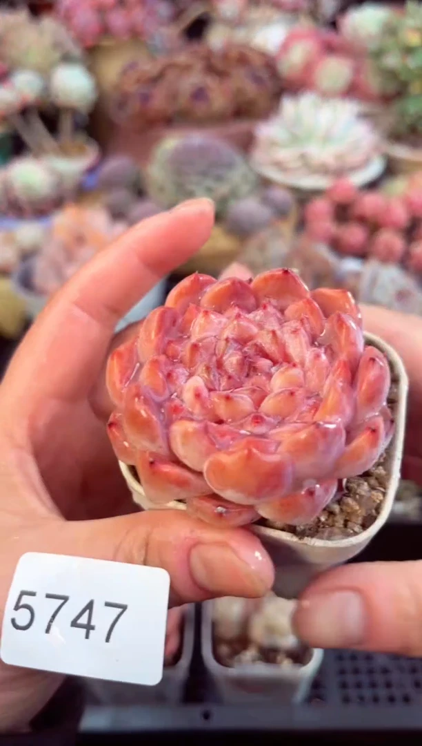 【闪购商品】5747单头冰钻多肉