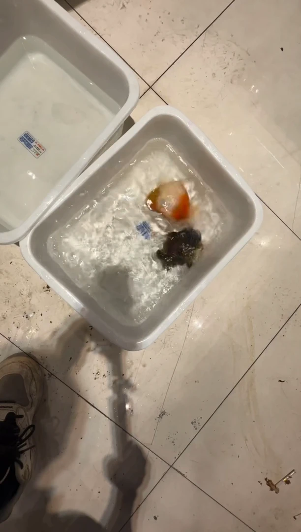 金鱼圆溜溜团专拍159包邮