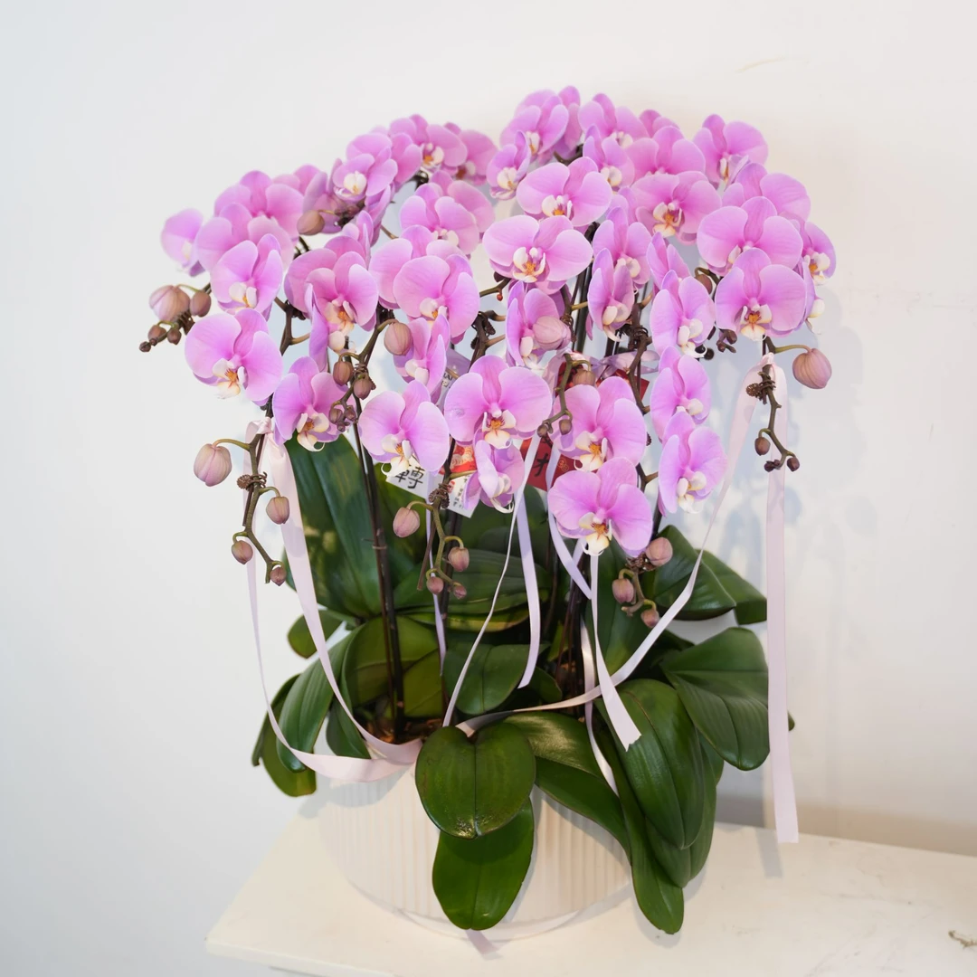 安娜（年宵花蝴蝶兰）